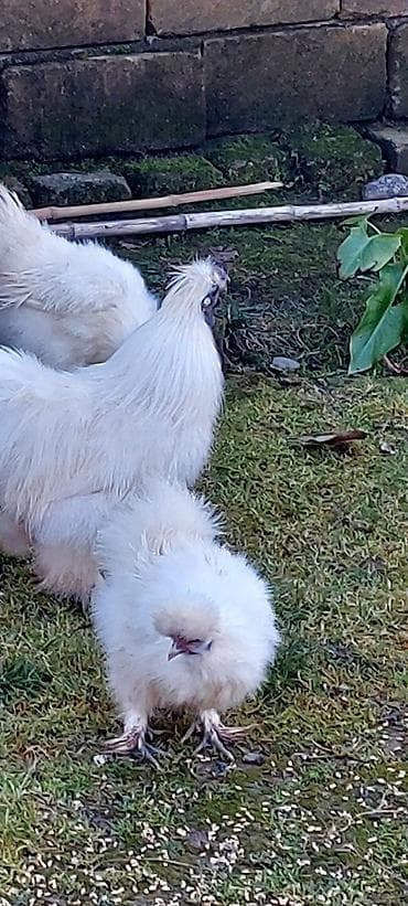 ponpon toyuğu: Pompom toyuqlarin mayali yumurtasi unvan lenkeran — 6