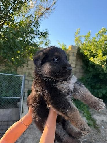 it yem: Alman çoban iti, 1 ay, Erkek, Peyvəndli, Ödənişli çatdırılma — 6