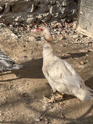 İtlər: Mirvari rəng lal ördək 5aylıqdı tam sağlam erkəydi Gəncədədi — 1