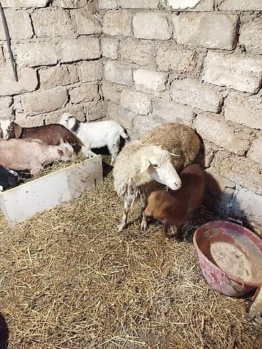 heleb keçisi: Erkək, il: 1, 10 kq, Damazlıq — 4