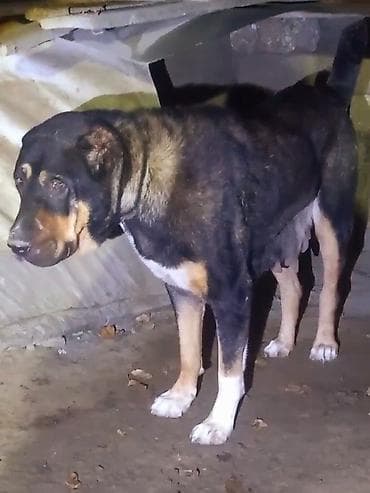 Balıqlar: Qurdbasar, Dişi — 2