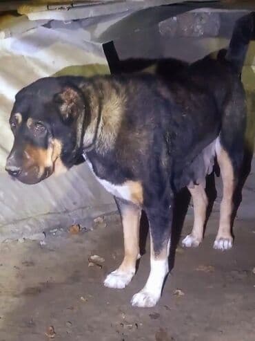 avcarka balası: Qurdbasar, Dişi — 3