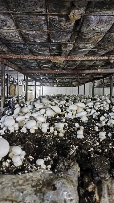 şam ağac: Salam hərvaxtınız xeyir, "CHAMPION GROUP" olaraq sizlərin qarşısına — 3