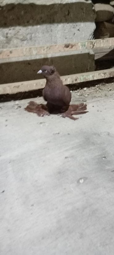 Balıqlar: Erkey kəkilli iri lələyli dekarativ saxlamıram deyə barter 5 quşnan — 3