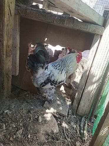 hind toyuqu: Toyuq, Yumurtalıq — 7