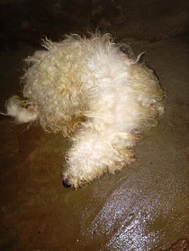 Akvariumlar: Pudel — 4