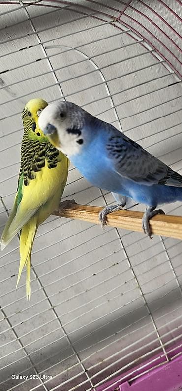 Tutuquşları: Hazır cüt valnist satılır bala vermeye hazırlaşırlar cütü 30 m qəfəslə — 2