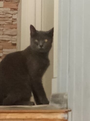 pişiy adlari: Yaxşı əllərə — 2