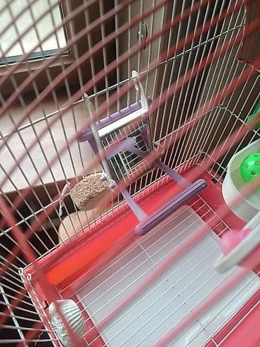 qus yuvasi satisi: Qəfəs.Cox səliqəli islənib.Təmizdi.Orta razmerdədi — 4