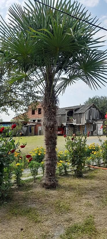 gul toptan satış: Trachycarpus fortunei (Hanım Xurma/Çinə xurması) ağacı - Təxminən 4–5 — 2