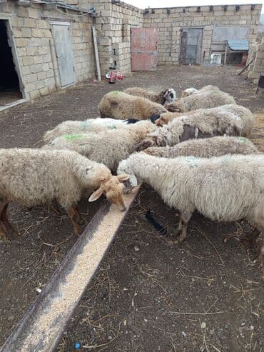 cins iney: 11 baş ana qoyun 4 doğub qalani yetik boğaz hamsı sağlam heyvanidi — 4