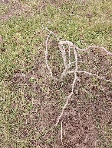 ev eşyalarl: Satılır. Bakı üzüm sarı . birde nar ağacı . ikisidə şit torpaq — 2