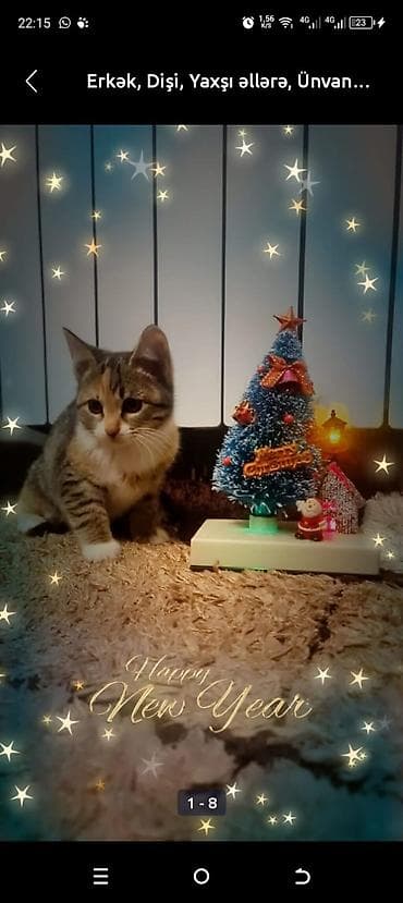 cins buzov: Dişi, Yaxşı əllərə, Ünvandan götürmə — 1