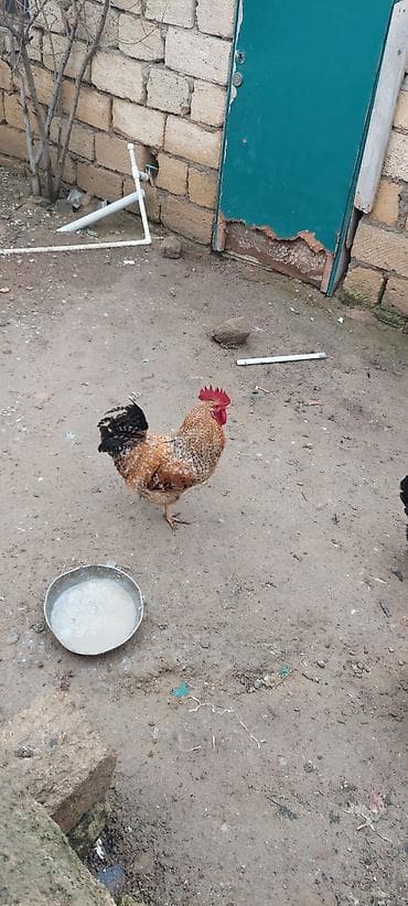 cucə və xoruz təmsil: Toyuq, Damazlıq — 2