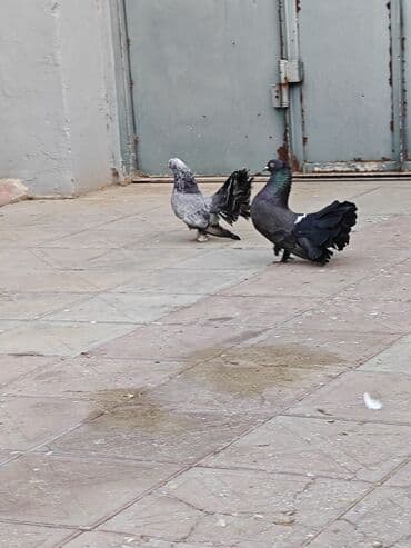 передержка собак баку: Cüt pavlinlər — 2