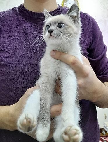 pişik sortları: Siam, Dişi, Yaxşı əllərə, Ünvandan götürmə, Ödənişli çatdırılma — 2