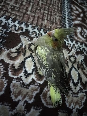 papuqay sesi: Nymfa tutuquşu (Cockatiel) – sarı-yaşıl qarışıq rəng palitrası — 1