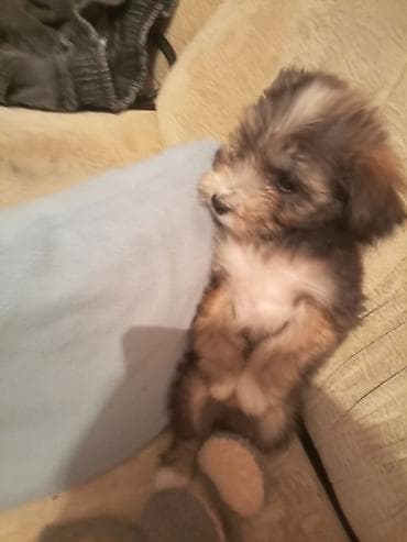 ev heyvan: 3 ay, Peyvəndli — 2