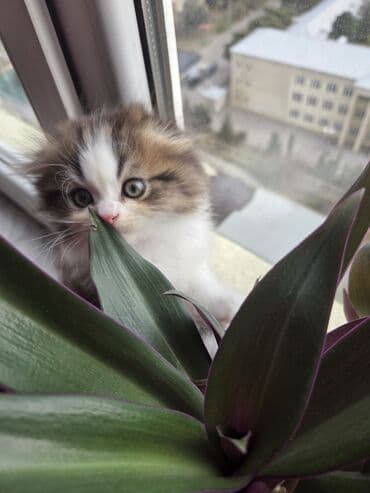 Kasalar: Məhsul: Scottish Təsvir: - Şəkillərdə gördüyünüz çox şirin pişik — 3