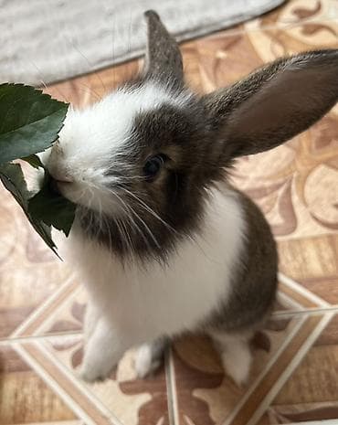 karlik dovsan: Karlik dovsani – mehriban və sakit xasiyyətli.(Qefeside verilir)Tecili — 2