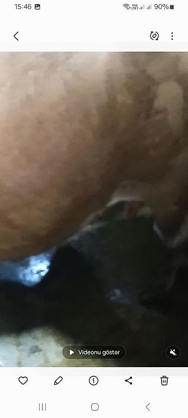 Inəklər, öküzlər: Satış üçün 2 baş iri buynuzlu heyvan - Növ: inək - Rənglər: biri açıq — 3