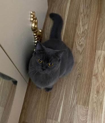 pişiylər: Britan, Dişi, Pulsuz çatdırılma — 2