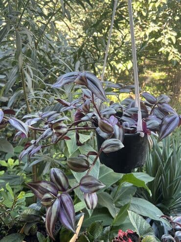 продажа комнатных растений: Her nov guler var endirimnen verecem Gencedi istiyen yazsin satiş — 35