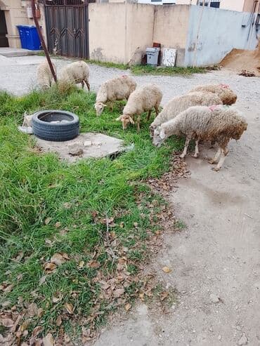 cins buzovların satışı: 7eded boğaz — 2