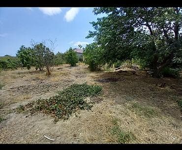 5 sot, Tikinti, Kupça (Çıxarış)