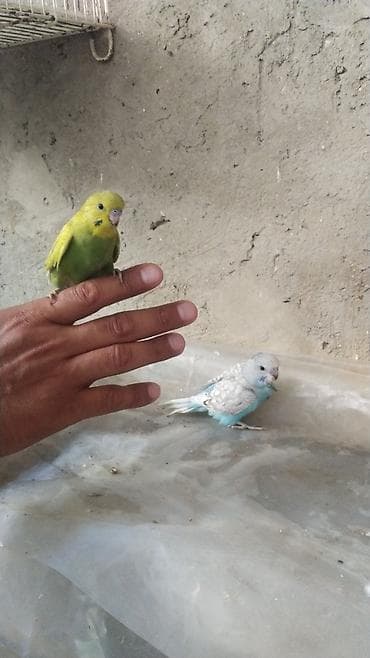 amadin qusu: Ancaq Vatsapla narahat edin Məhsul: Dalmatin və klassik rəngli — 2