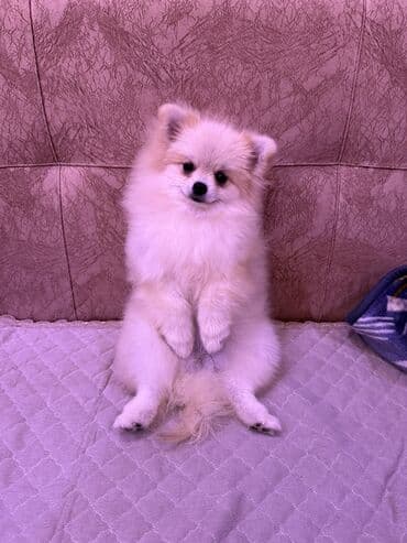 сколько стоит щенок акита ину: Шпиц, 7 месяцев, Самка, С прививками, Бесплатная доставка — 1