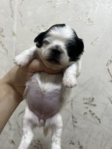 doyus itleri: Pekines, Dişi, Ünvandan götürmə — 9