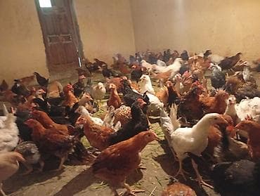 cuca: Toyuq, Yumurtalıq — 4