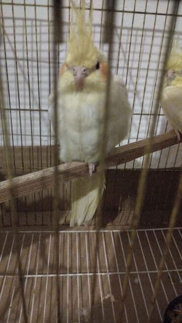 cuce qefes: Nymph paraketləri (Cockatiel) – sarı/kremsi rəngli, yanaqlarda narıncı — 3