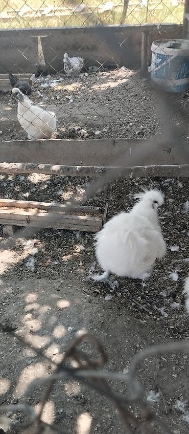 cins ineklerin satisi 2018: Toyuq, Damazlıq — 2