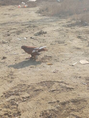 pavlin goyərcin: Məhsul: Göyərçin sürüsü Təsvir: - Şəkillərdə müxtəlif rəng və — 13