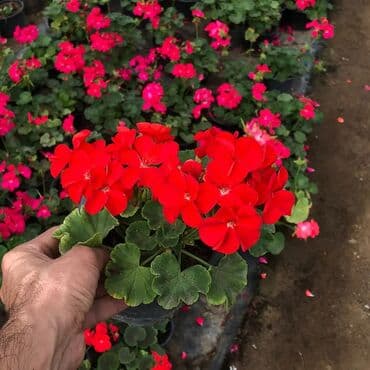 topdan gül satışı: Geran-ətirşah güllərinin topdan və pərakəndə satışı. Qiymət topdan — 1