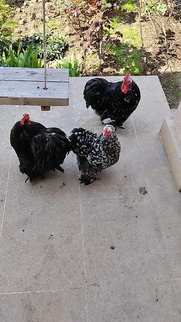 Куры: Курица, Для разведения — 5