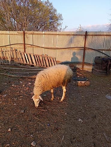 heyvan qaz haqqinda melumat: Qoçun təzə alıb 7qarın doğub — 1