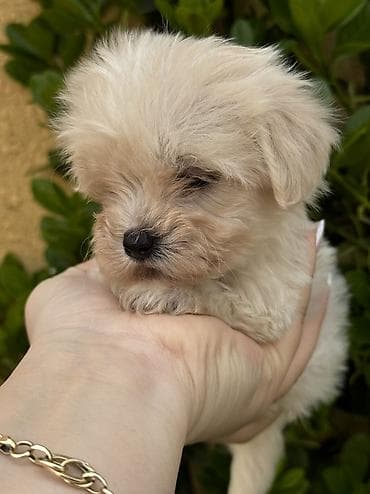 cins heyvanlar: Peyvəndli — 4