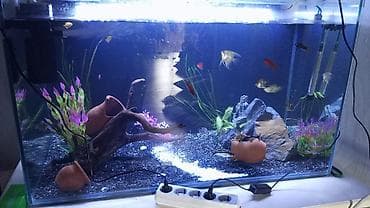 dovsan yemi: Dördbucaq akvarium, Balıqlarla birlikdə, 300 l, Pulsuz çatdırılma — 1