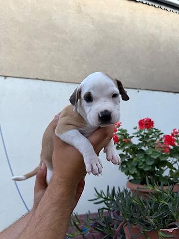 İtlər: Pitbul, 1 ay, Peyvəndli — 4