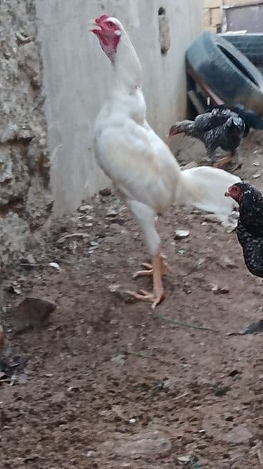 Xoruz, il: 1, Ünvandan götürmə