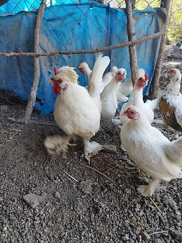 Kənd təsərrüfatı quşları: Toyuq, Damazlıq — 9