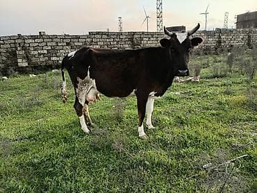 Südlük və ətlik iri buynuzlu heyvanlar - Şəkillərdə müxtəlif rəngli