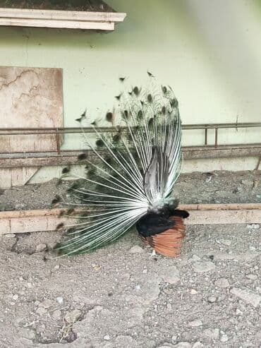 ineklerin satisi: Tovuq quşu satılır 1erlək 1fərə 4illikdilər.tam sağlam.cütü 600m — 4