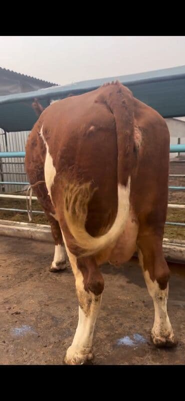 Digər kənd təsərrüfatı heyvanları: Simental cinsi inək - Rəng: qırmızı-ağ ala - Südçülük istiqaməti, iri — 8