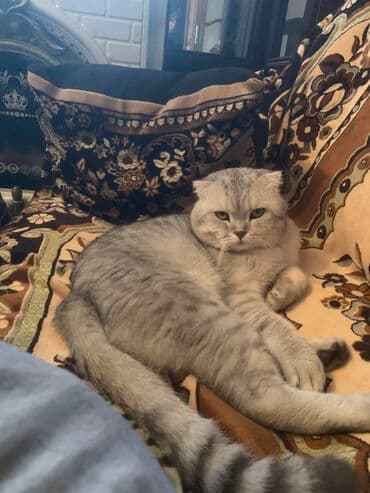 Şotland yastı qulaq lalafo.az -da Şotland yastı qulaq