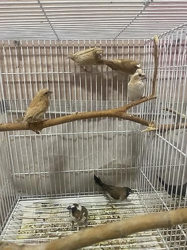 Quşlar: 6 ede quwdu baxa bılmırem dıye satıram 1-15 azn 6sı-70 azn Qefes — 3