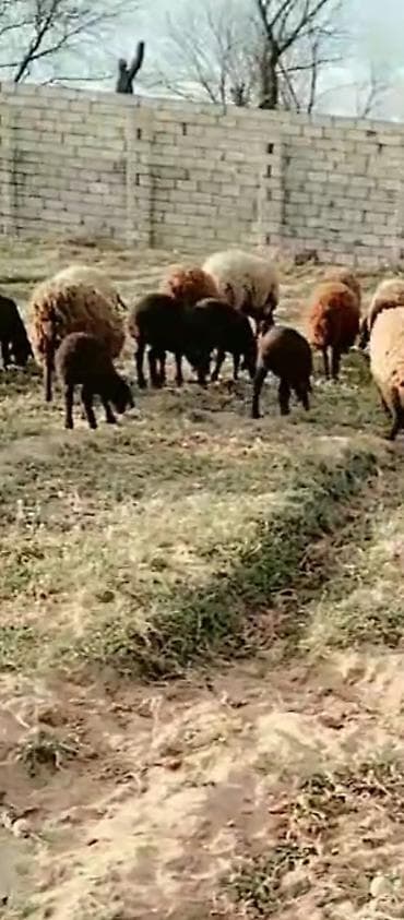 Qoyun sürüsü satılır. • Növ: yerli qarışıq cinslər • Rənglər: qara